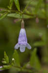 Limestone calamint